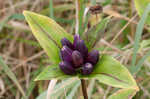 Bottle gentian